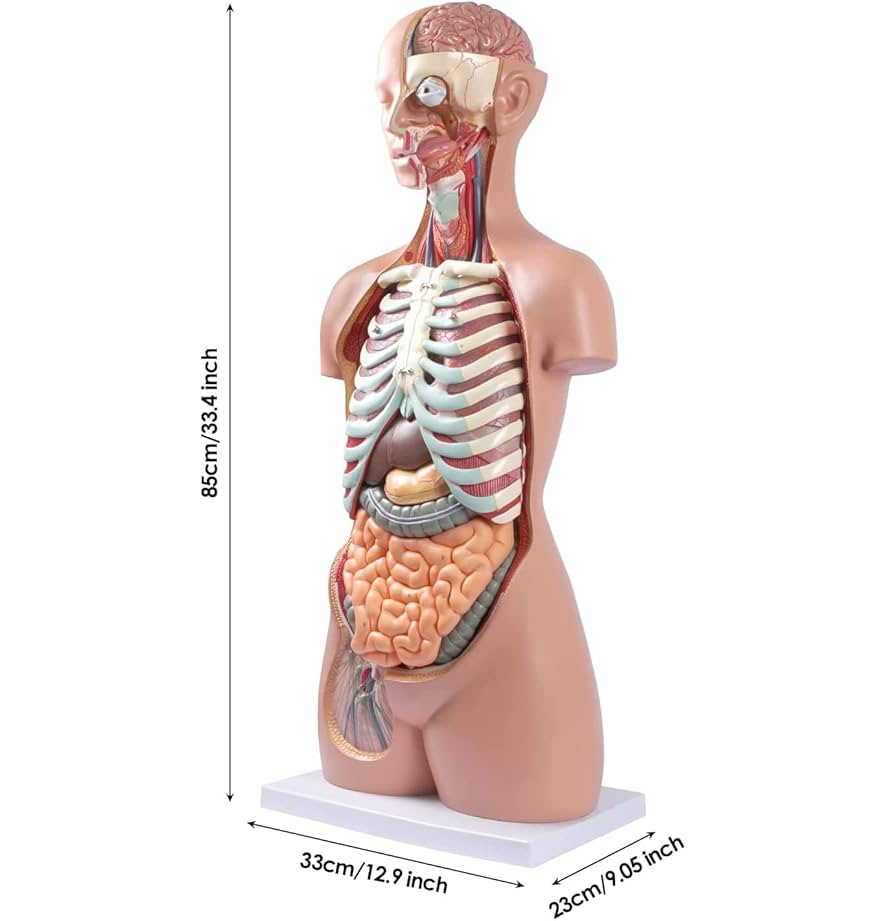 Amazon.co.jp: 医療人体モデル人間の胴体モデル解剖学人形17